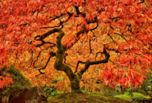 celebration maple tree​