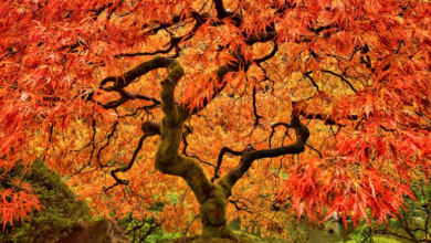 celebration maple tree​