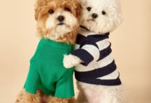 Chihuahua Dog Clothes Patterns: Stylish, Comfortable, and Cozy Designs for Your Small Pup